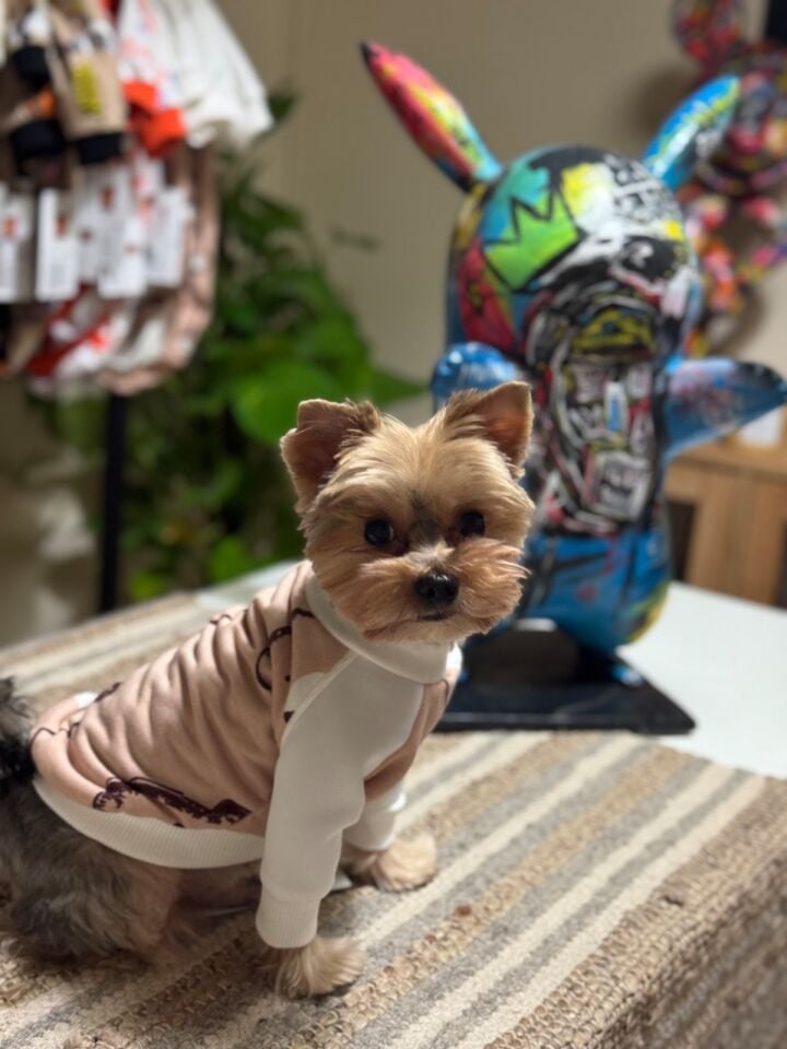 Ayıcık Desenli Köpek Kıyafeti-Teddy Pati Polar Sweat