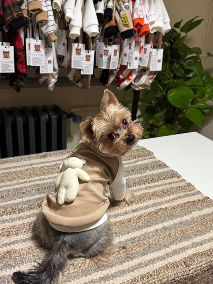 Sevimli Ayıcık Detaylı Köpek Kıyafeti-Teddy Hug Sweat