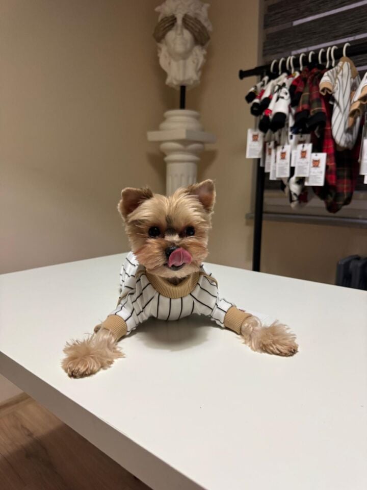 Çizgili Ayıcık Detaylı Köpek Kıyafeti-Hug Me Teddy Stripe Sweat