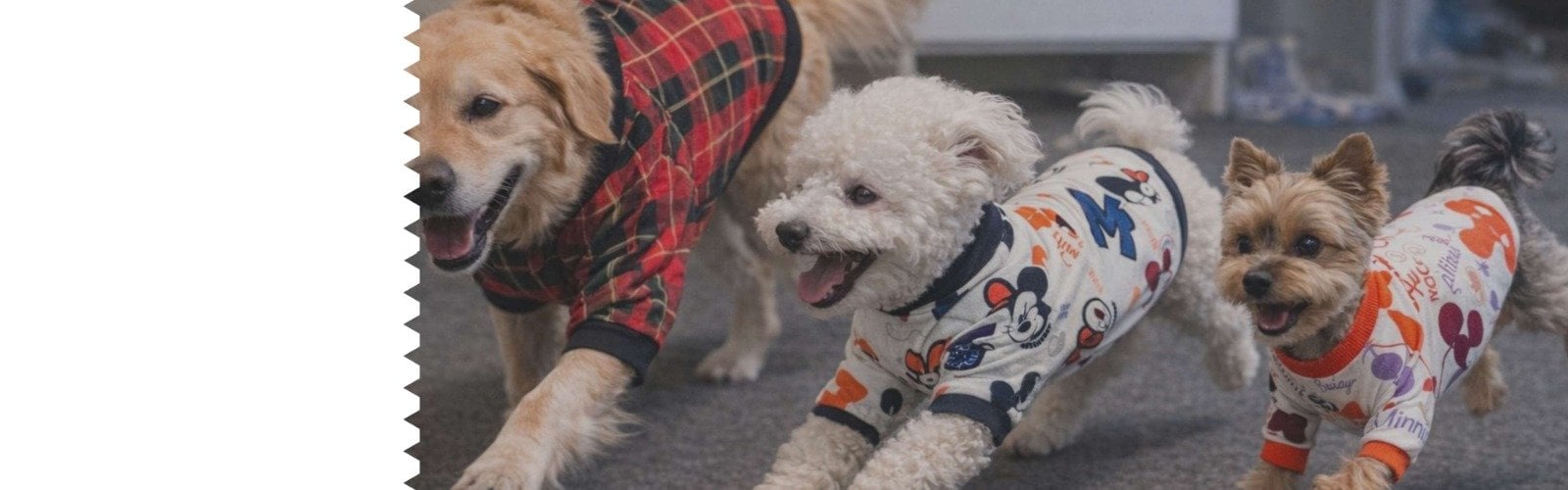 Koş, <br/>Oyna, <br/>Poz ver